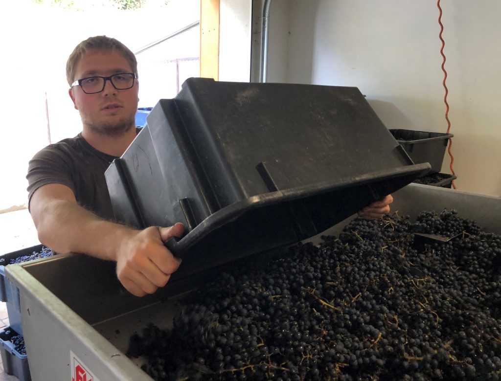 Harvest 2020#581cf9dde727b1130a46e16c5df0fd5060ac5dac86aef414336bc83b079bc0889 harvesting our vineyards and red