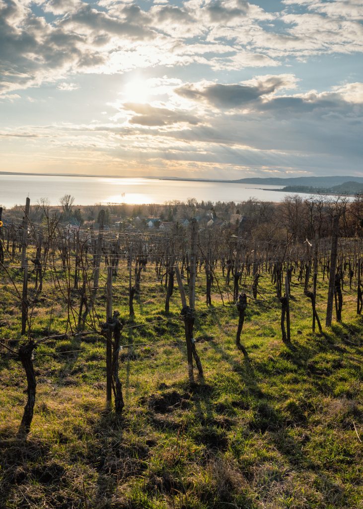 1102GE2-01466 vineyard view to lake balaton