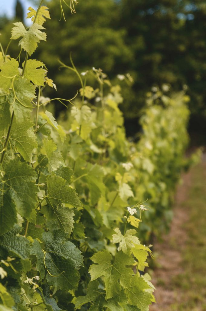 9F117BD9-00AC-4A60-B925-534EB360FB17_1_201_a vineyard